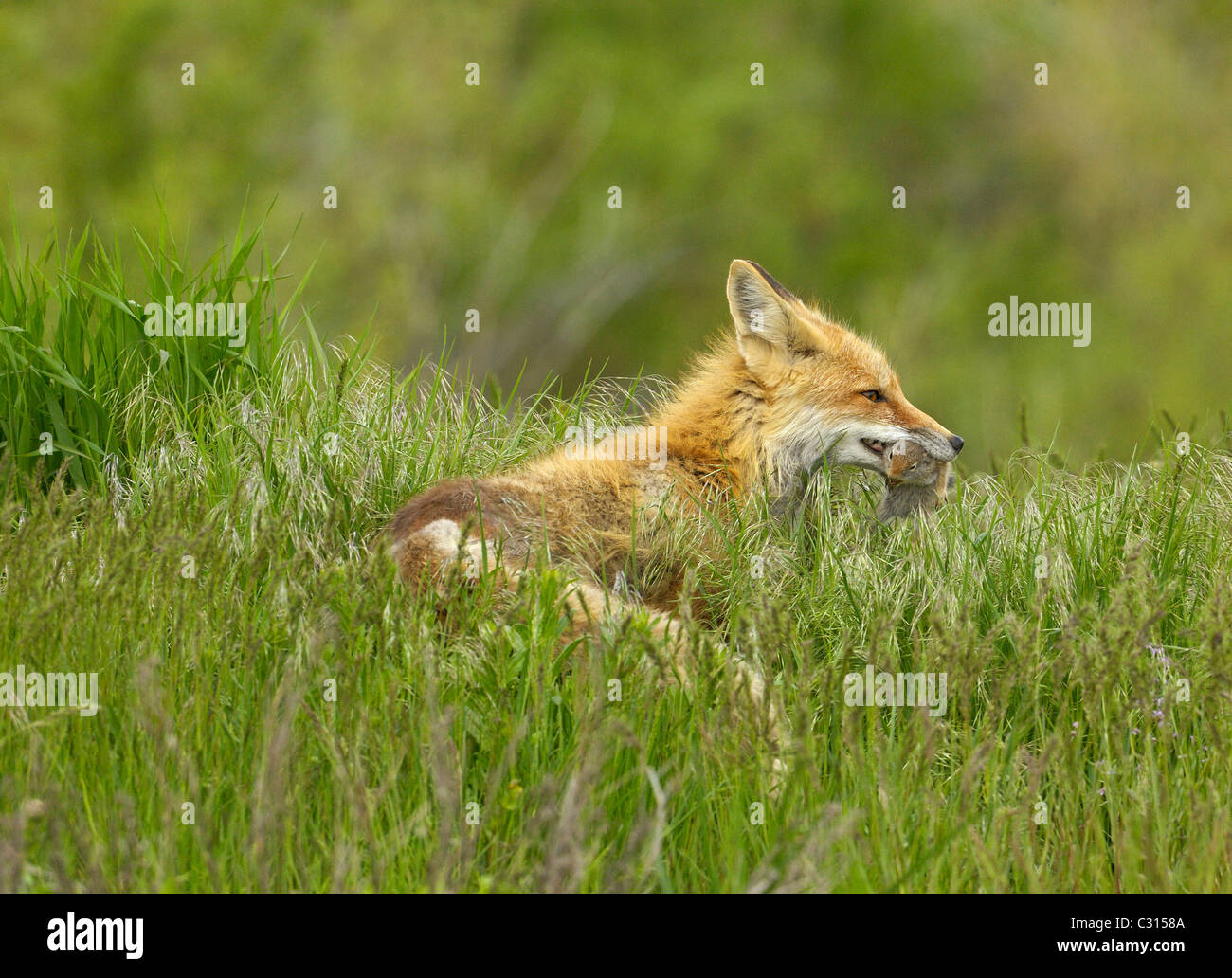 Red Fox madre con catturato scoiattolo di terra Foto Stock