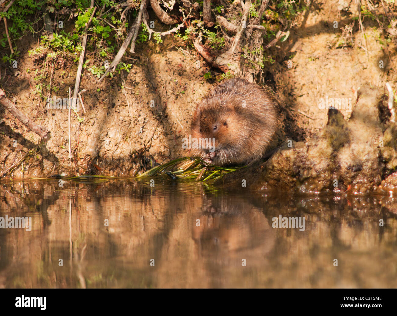 Acqua Vole mangiare waterside vegetazione sul Fiume Windrush in Oxfordshire Foto Stock