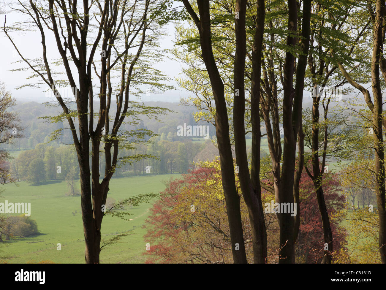 Vista da Heavens Gate attraverso la Longleat Estate, Warminster, Wiltshire, Inghilterra, Regno Unito Foto Stock