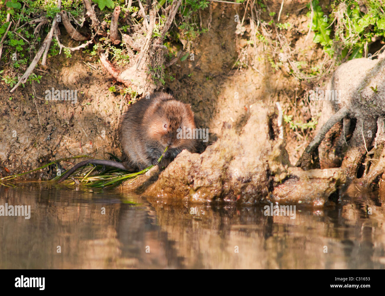 Acqua Vole mangiare waterside vegetazione sul Fiume Windrush in Oxfordshire Foto Stock