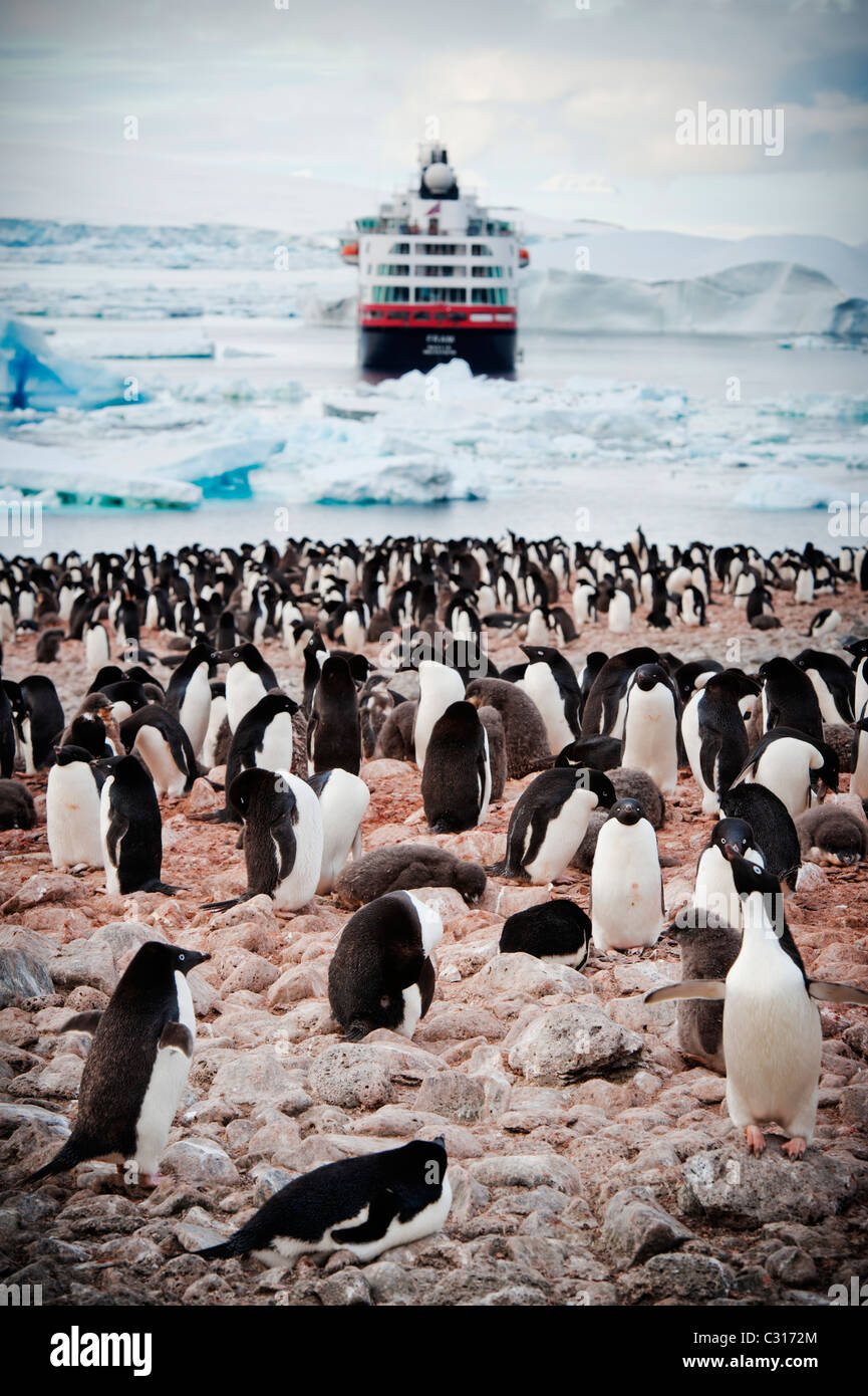 La colonia dei pinguini Adélie sull isola Paulet, Antartide con la nave in background. Foto Stock