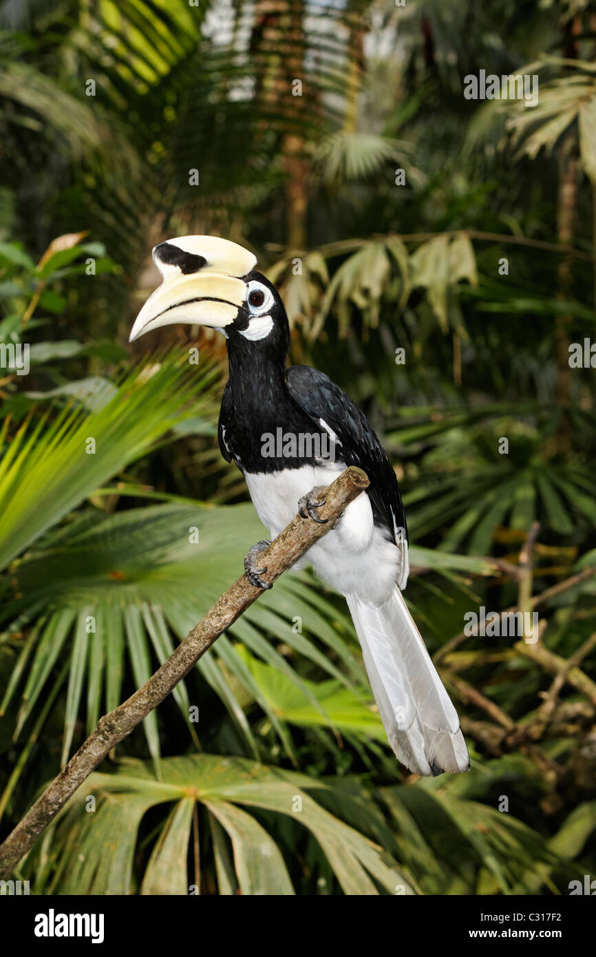 Southern pied-hornbill o Asian Pied-hornbill, Anthracoceros albirostris, singolo uccello sul ramo, Indonesia, Marzo 2011 Foto Stock