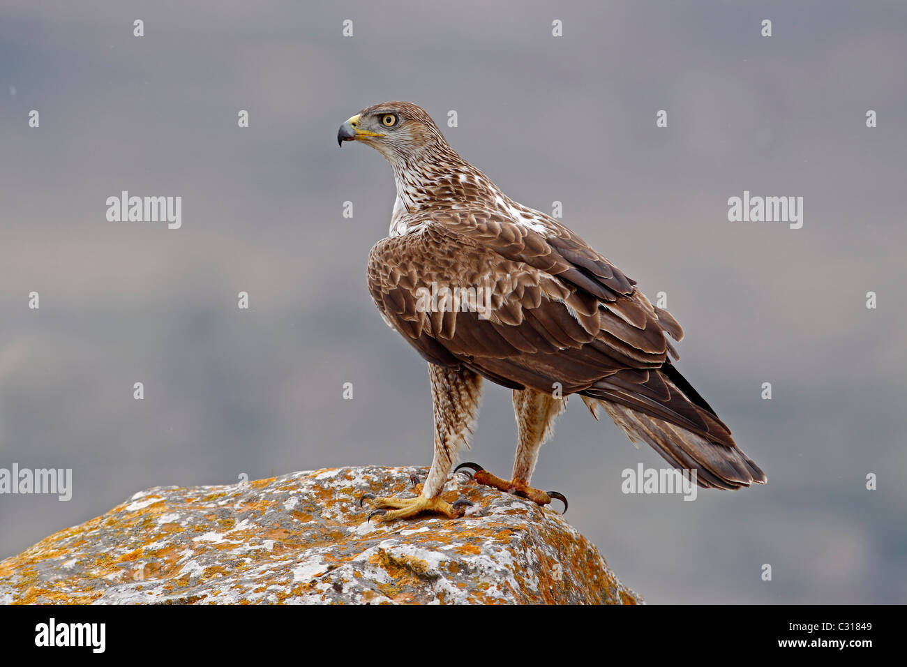 Bonelli Aquila s, Hieraaetus fasciatus. Maschio adulto Foto Stock