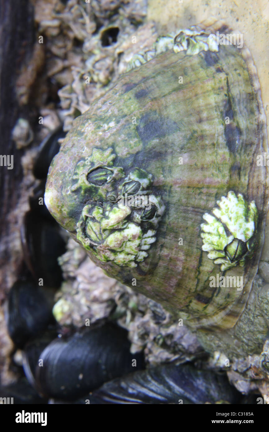 Limpet comune, Patella vulgata Foto Stock