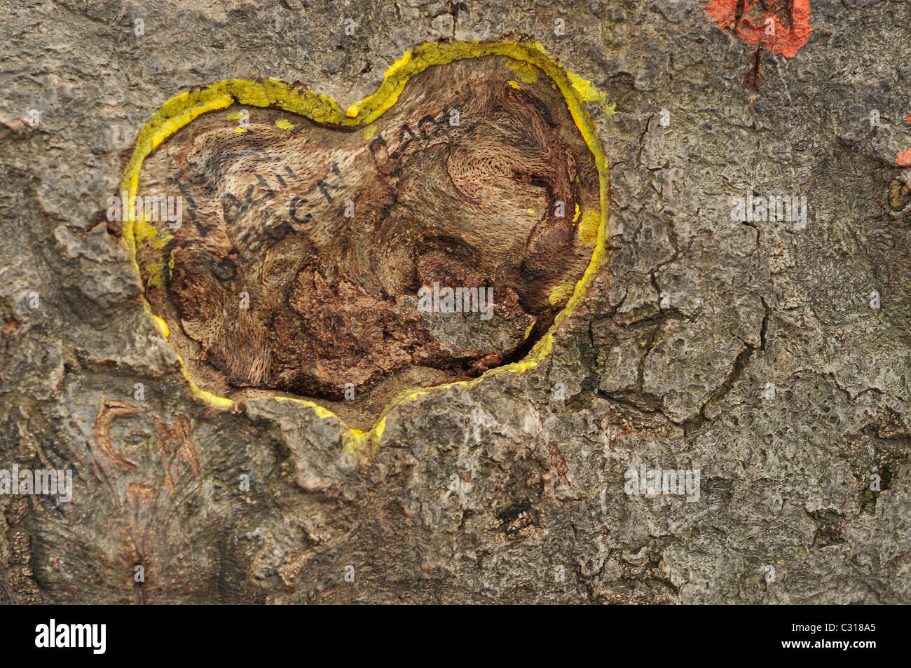 Cuore giallo scolpito su una corteccia di albero con i nomi. Foto Stock