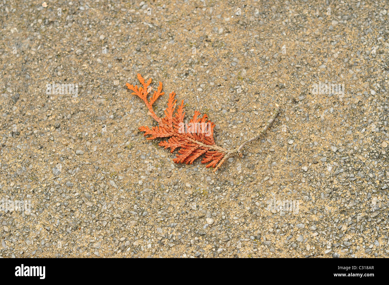 Un morto in foglia di pino sulla terra. Foto Stock