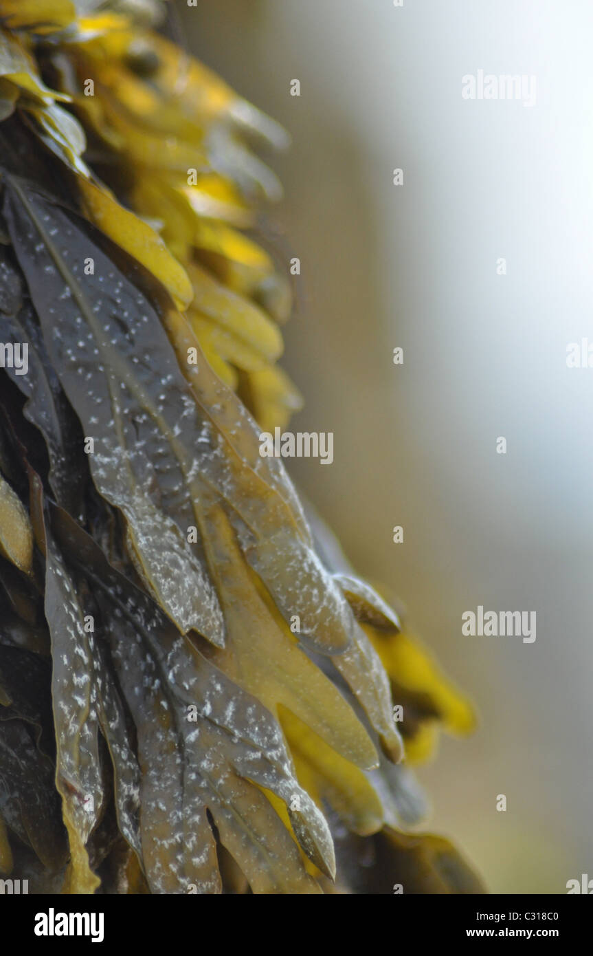 Le alghe coperto groyne Foto Stock