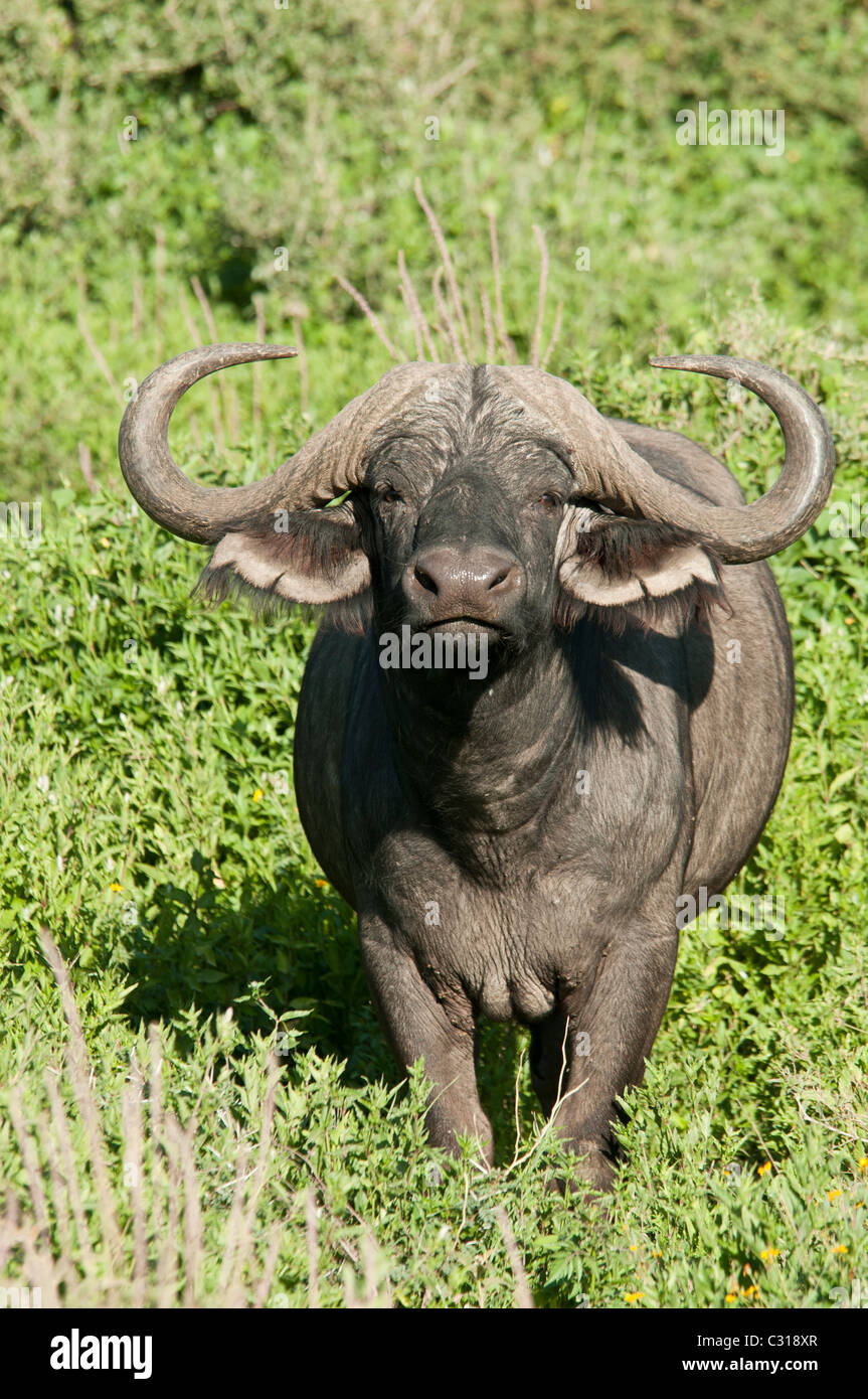 Foto di stock di lone cape buffalo bull in piedi la spazzola. Foto Stock