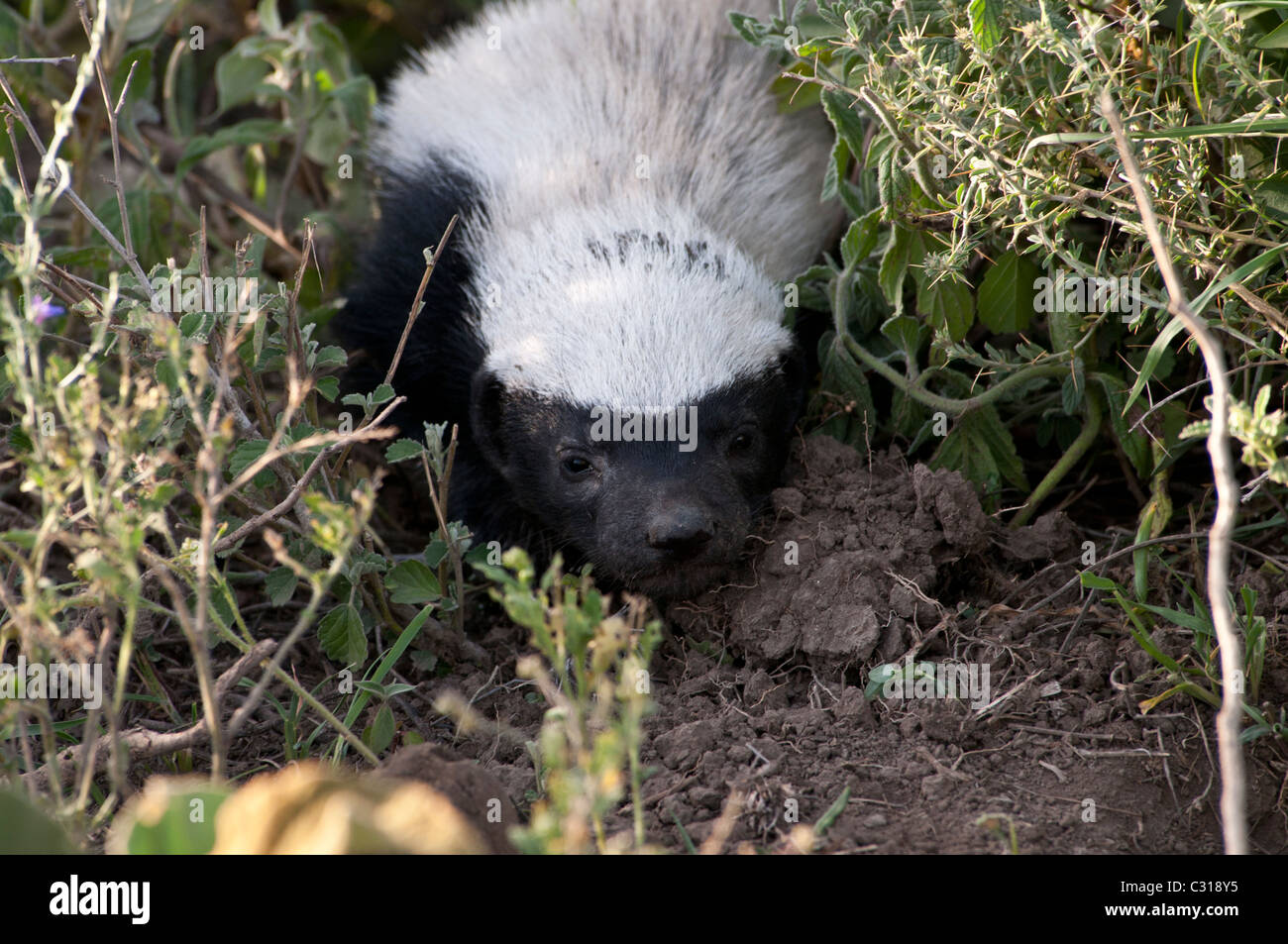 Stock Foto di un bambino miele badger posa vicino alla sua den. Foto Stock