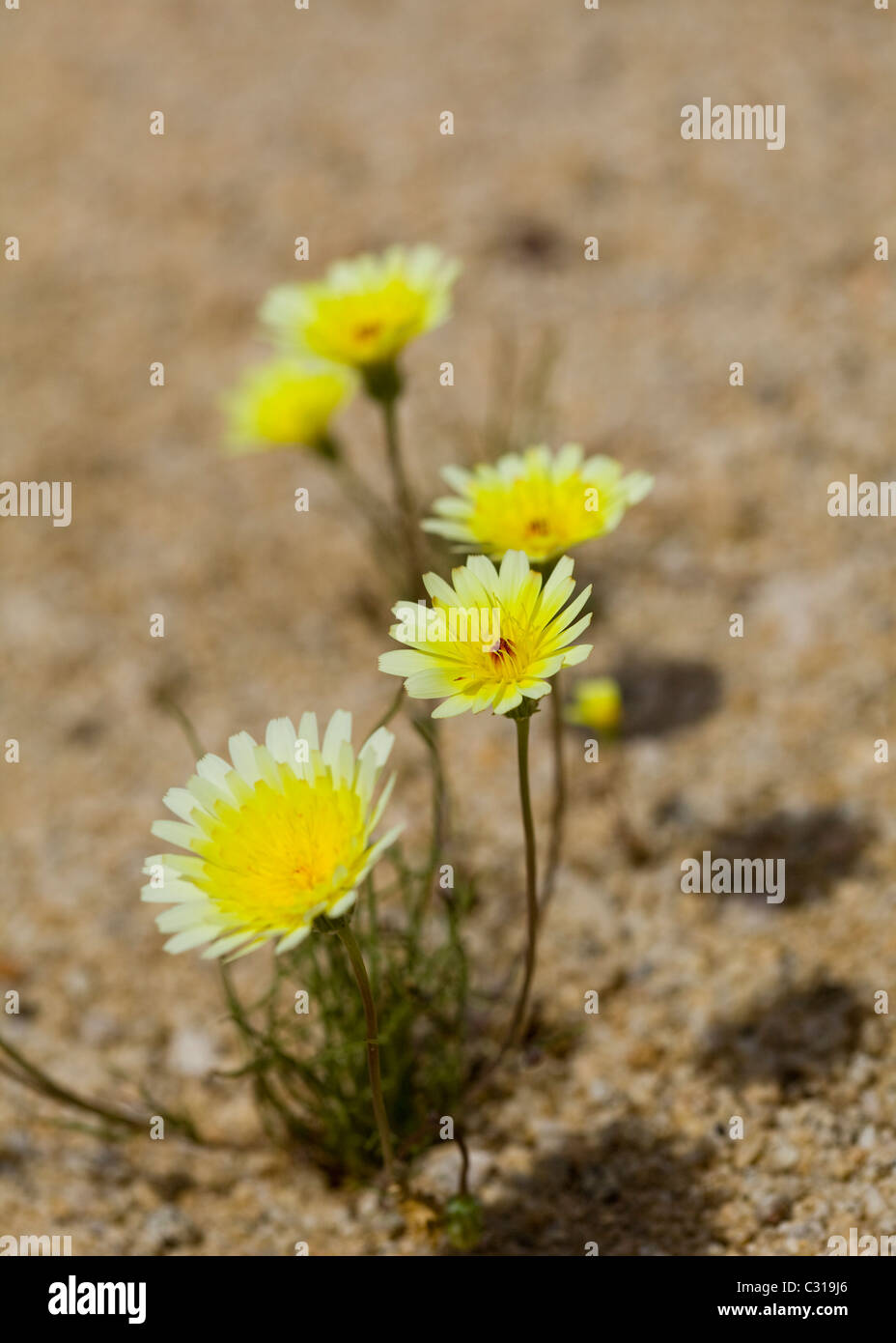 Deserto Tarassaco (Malacothrix glabrata) in Bloom - Mojave, California USA Foto Stock