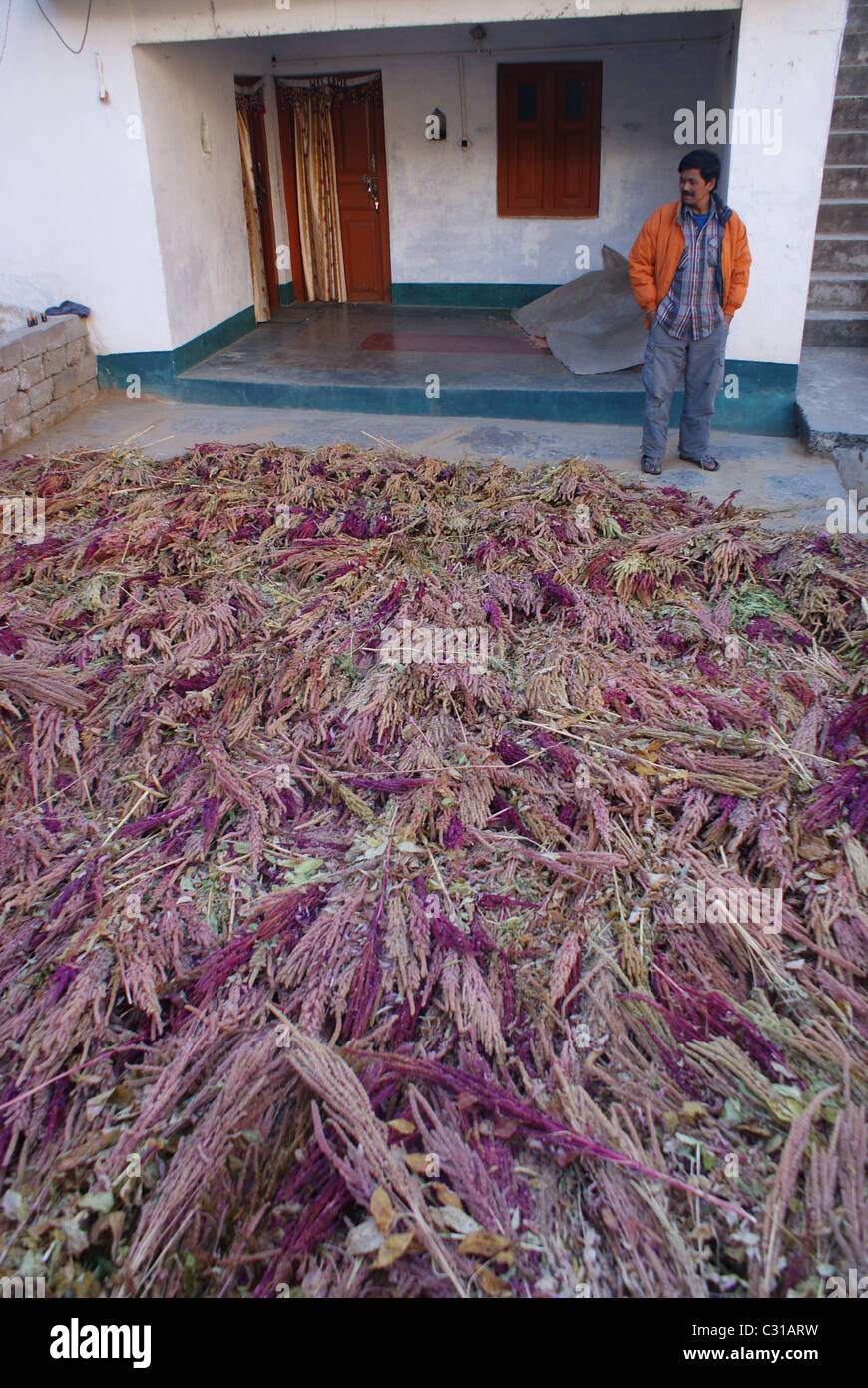 Garhwal Himalaya, India: Signor Butola ispeziona il amaranthus raccolto. Foto Stock