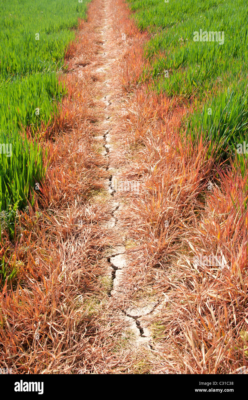 La molla nel Sussex . Massa rotto perché non piove. Linea rossa,in cui sostanze chimiche è stata spruzzata, attraverso il campo verde segnando un sentiero. Foto Stock