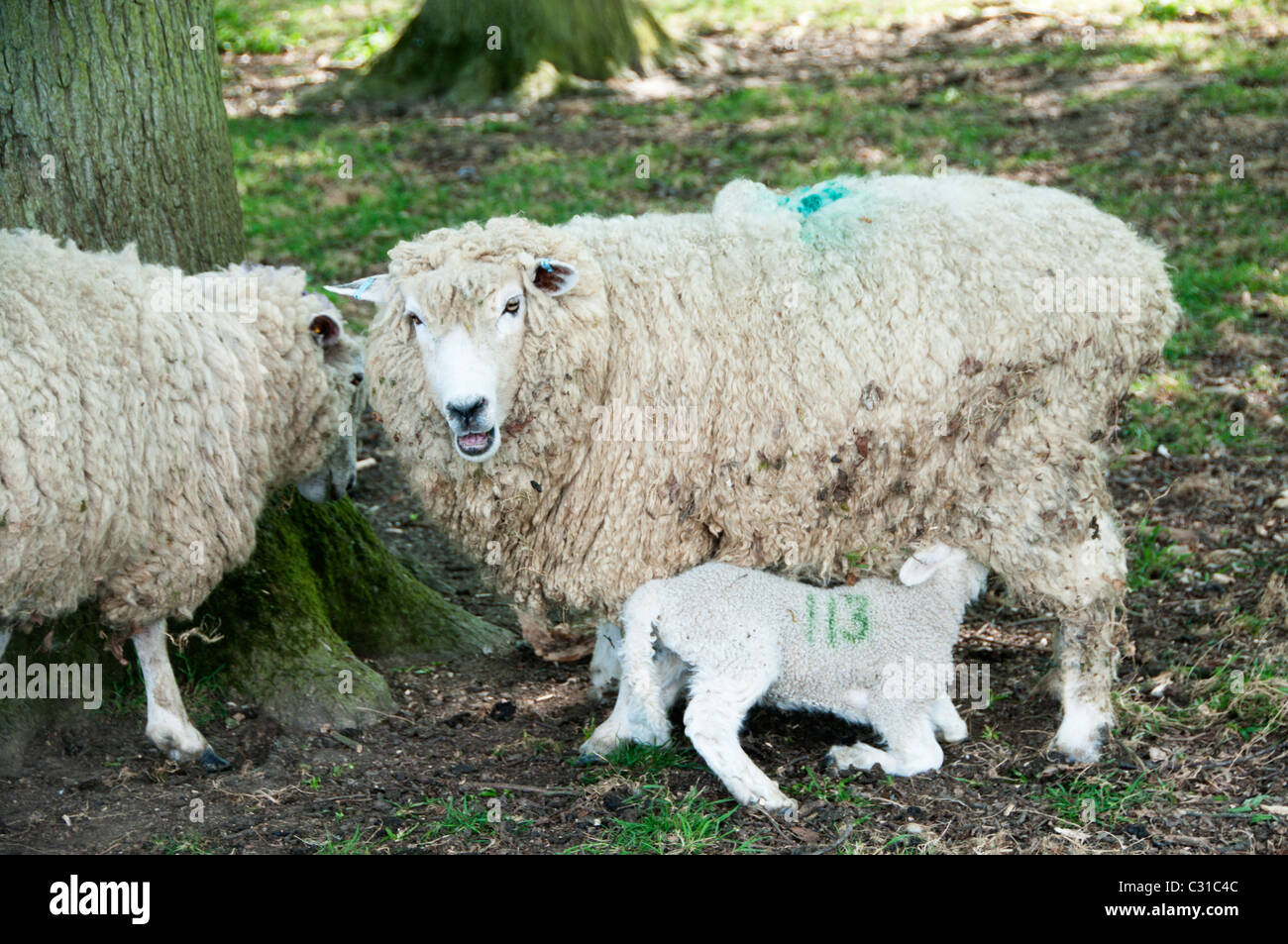 La molla nel Sussex. Due pecore con un nuovo nato agnello alimentazione da sua madre Foto Stock