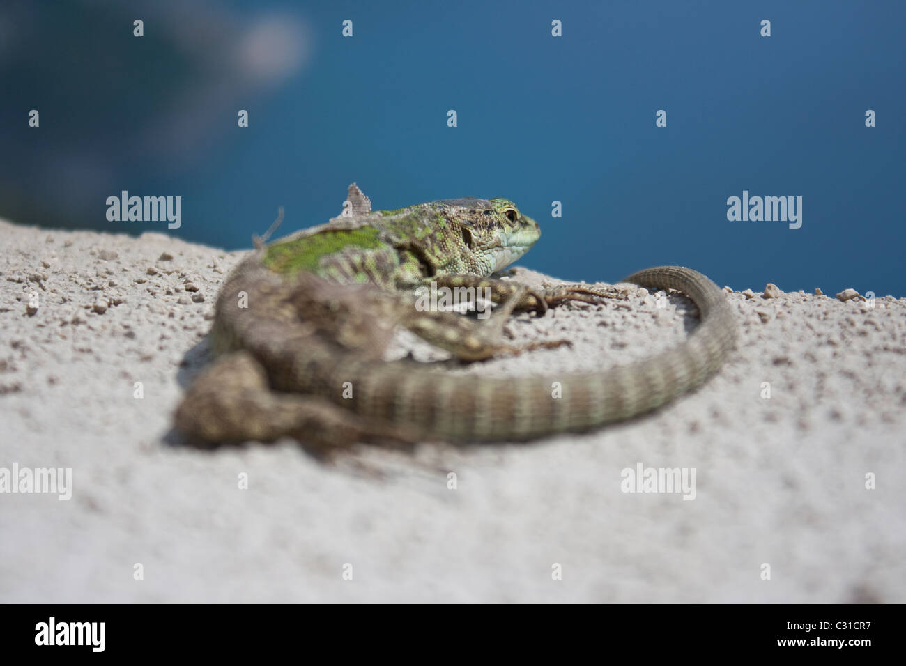 Lizard versando la pelle al sole Foto Stock