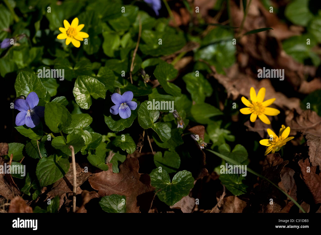 Cane comune viola, viola riviniana, crescente con minor Celandine, Ranunculus ficaria Foto Stock