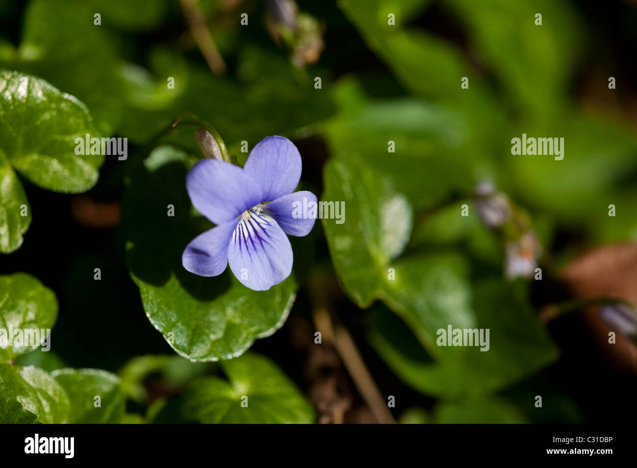 Cane comune viola, viola riviniana Foto Stock