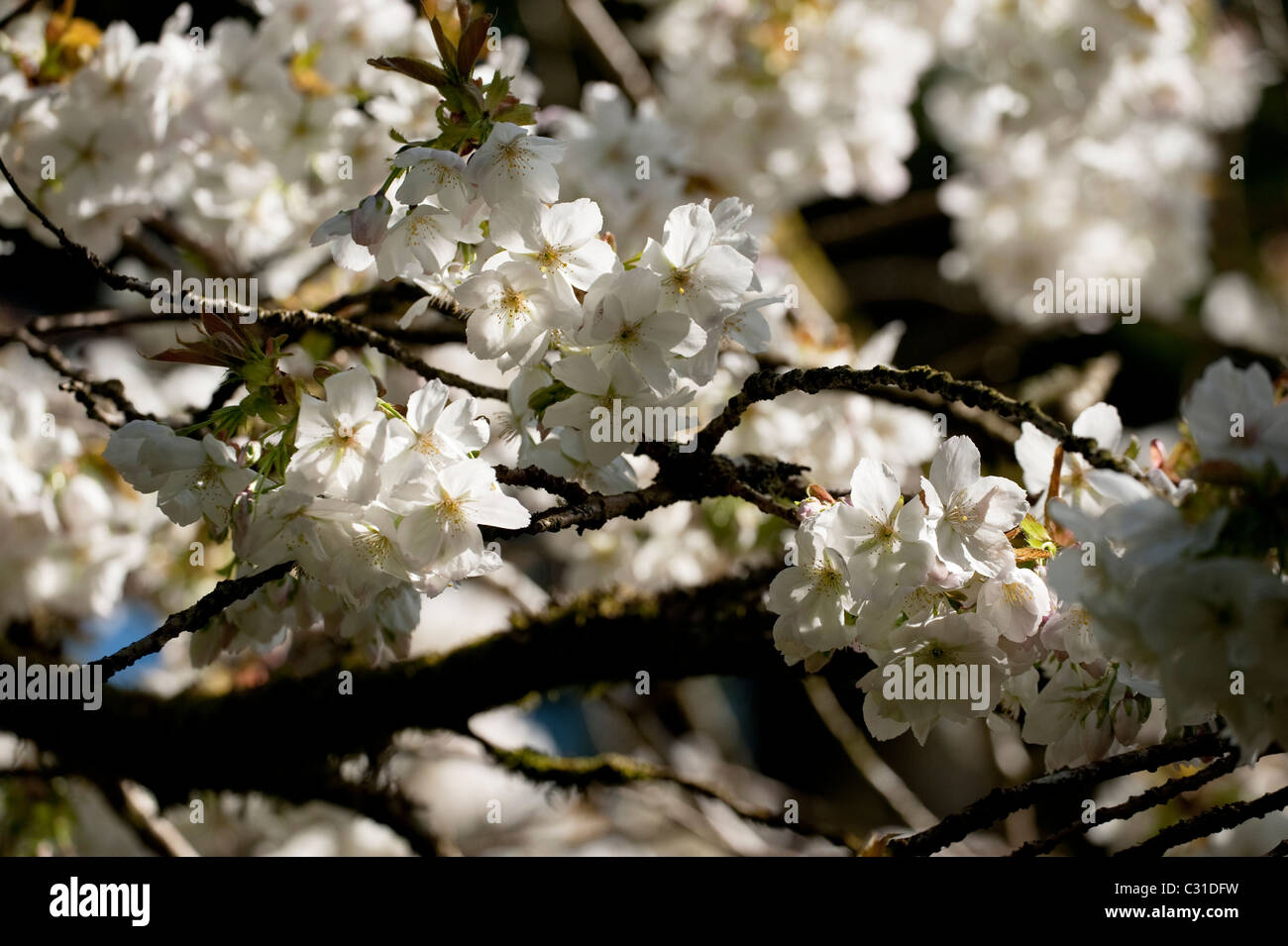 Prunus serrulata 'Tai Haku', grande bianco o colle ciliegio in fiore Foto Stock