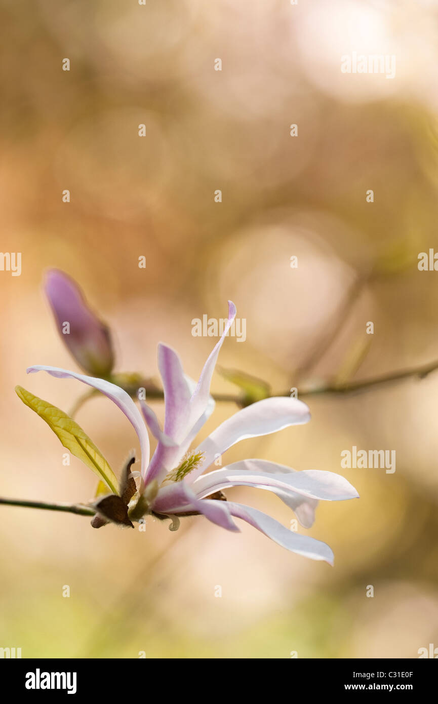 Magnolia x loebneri 'Leonard Messel' in fiore Foto Stock