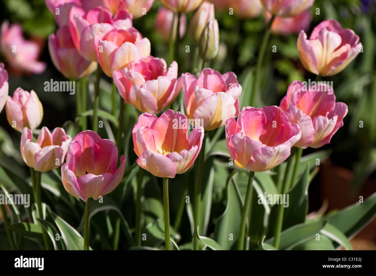 Tulipa "Nuovo Design' in fiore Foto Stock