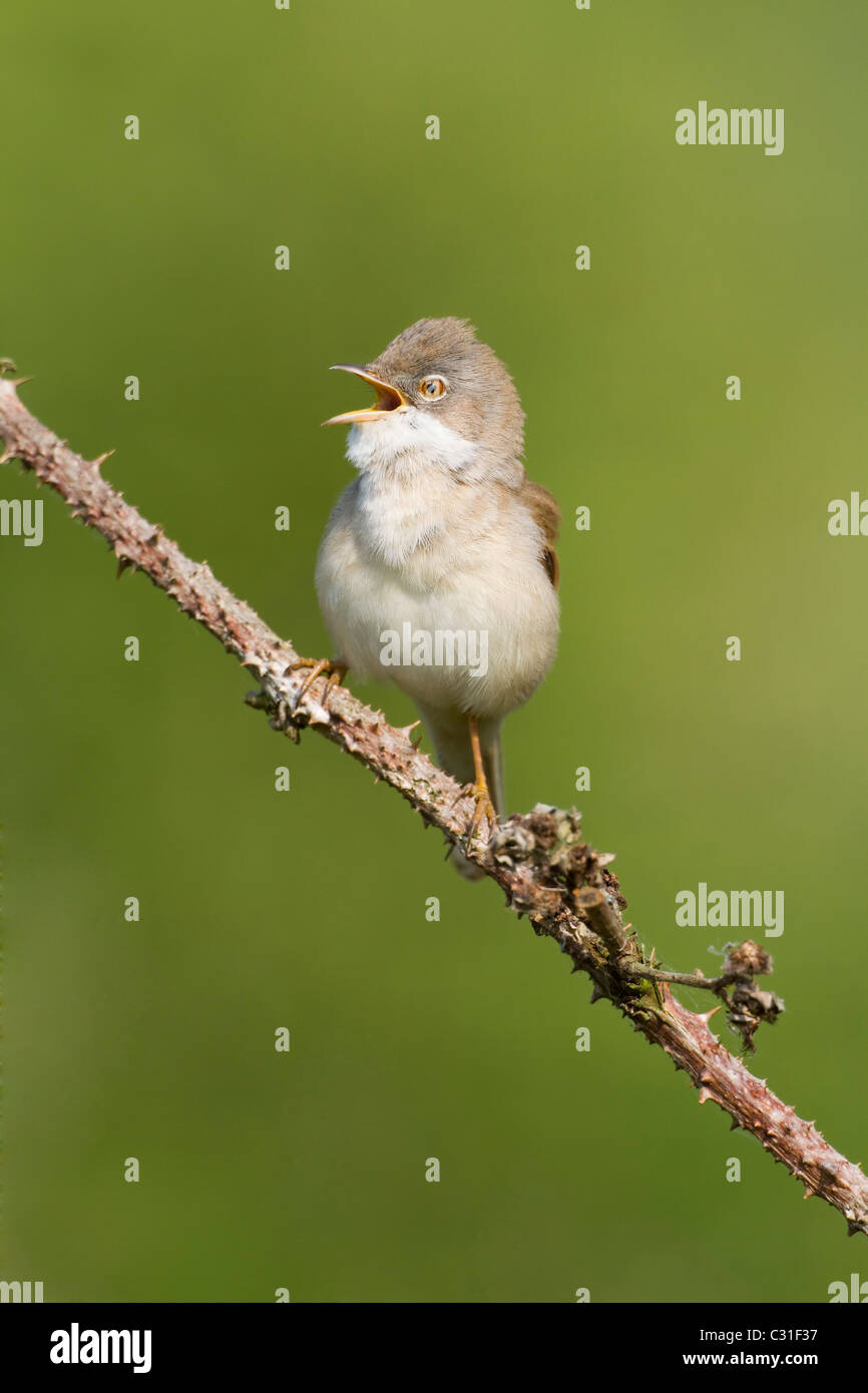 Maschio Whitethroat cantando su rovo stelo Foto Stock