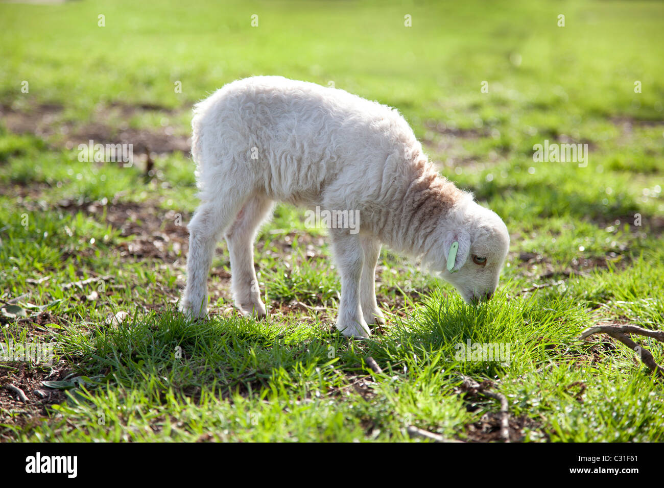 Giovane agnello mangiare a prato Foto Stock