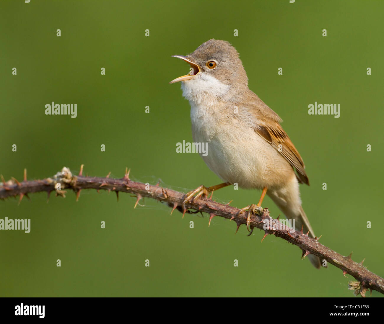 Maschio Whitethroat cantando su rovo stelo Foto Stock