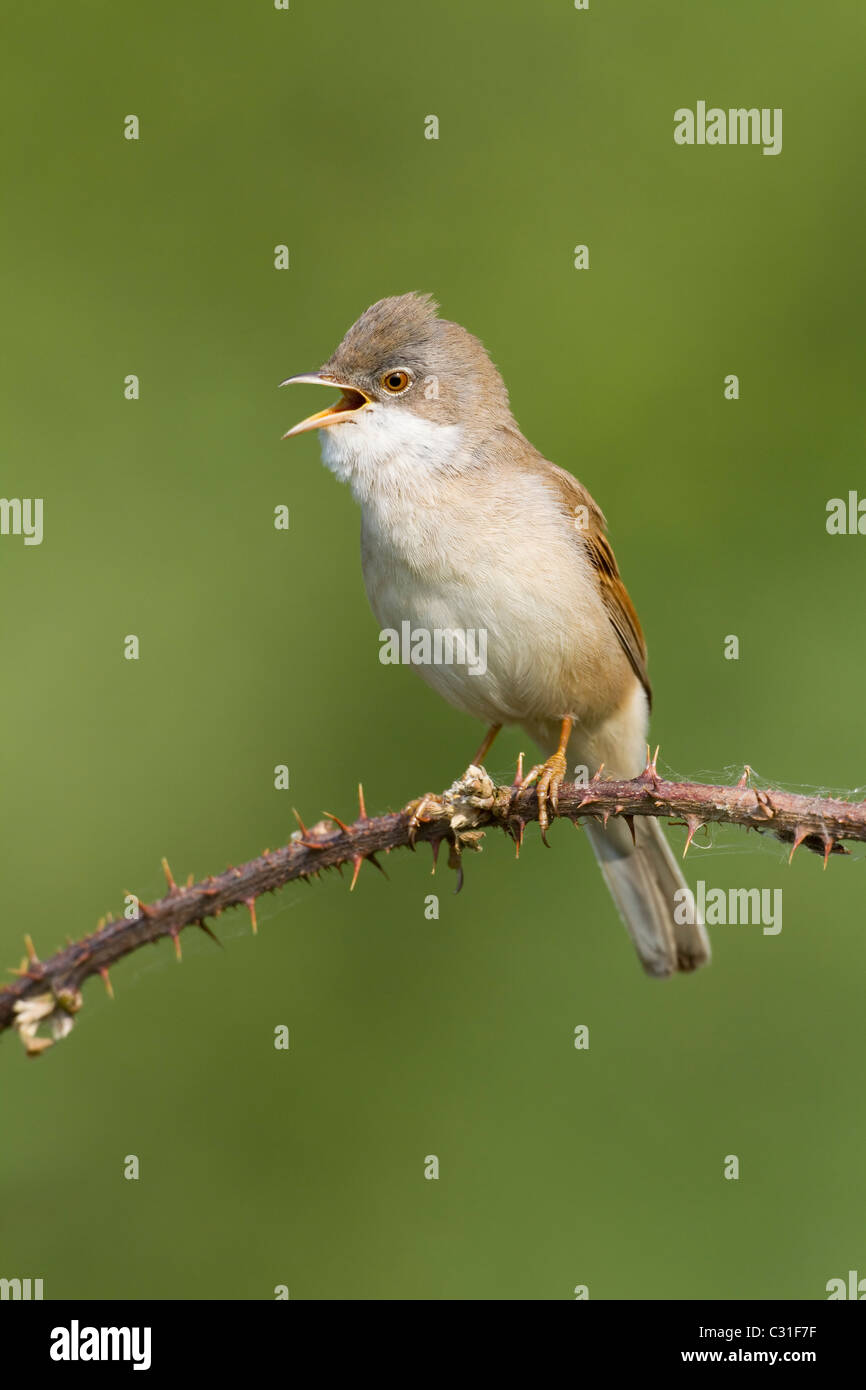 Maschio Whitethroat cantando su rovo stelo Foto Stock