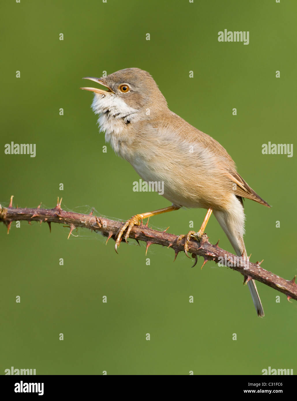 Maschio Whitethroat cantando su rovo stelo Foto Stock