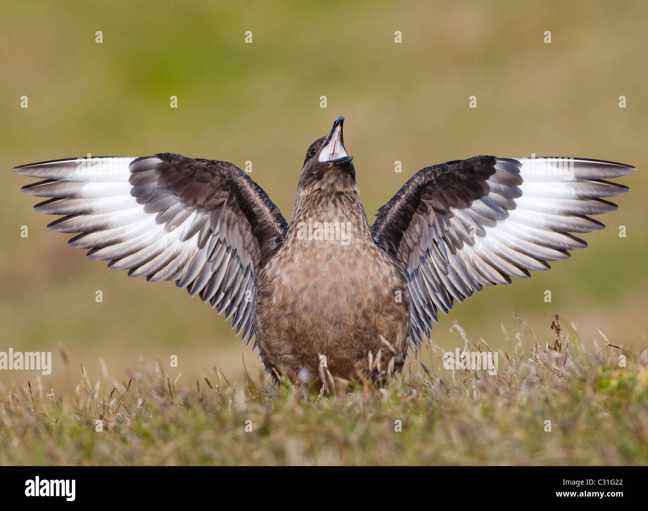 Grande Skua display territoriale di altri uccelli di passaggio Foto Stock