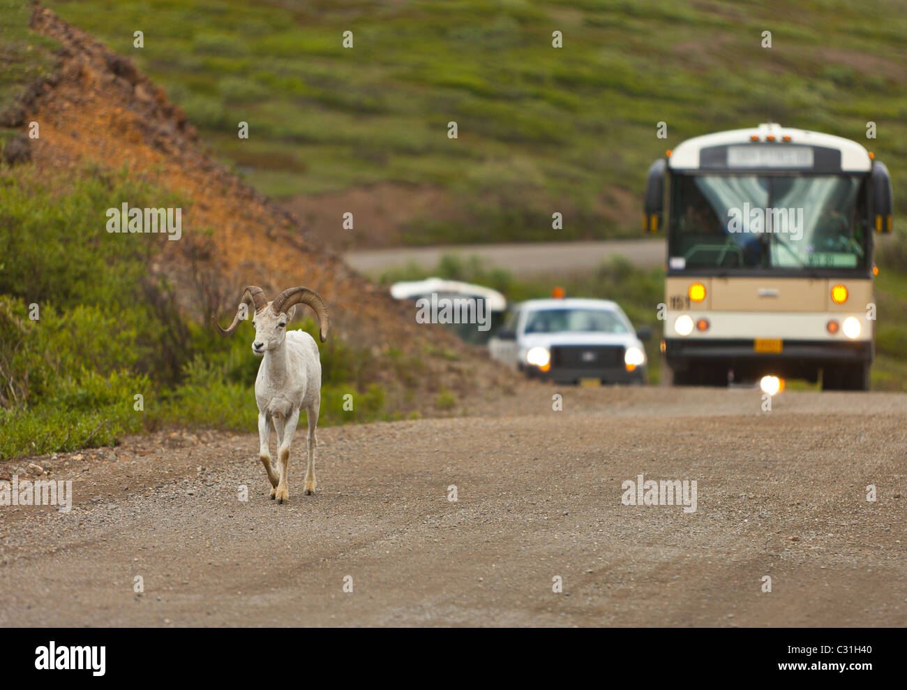 ALASKA, STATI UNITI D'AMERICA - Dallâ pecora su strada con autobus, nel Parco Nazionale di Denali. Foto Stock
