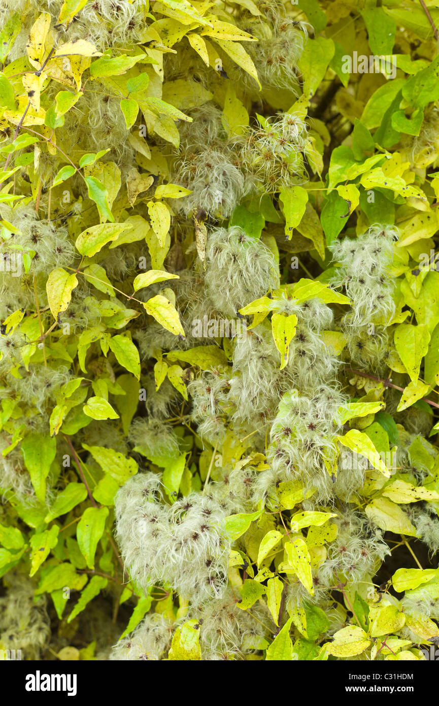 Clematis vitalba, uomo vecchio con la barba e il viaggiatore gioia, vigoroso hardy arbusto di arrampicata, nella siepe in Cotswolds Foto Stock