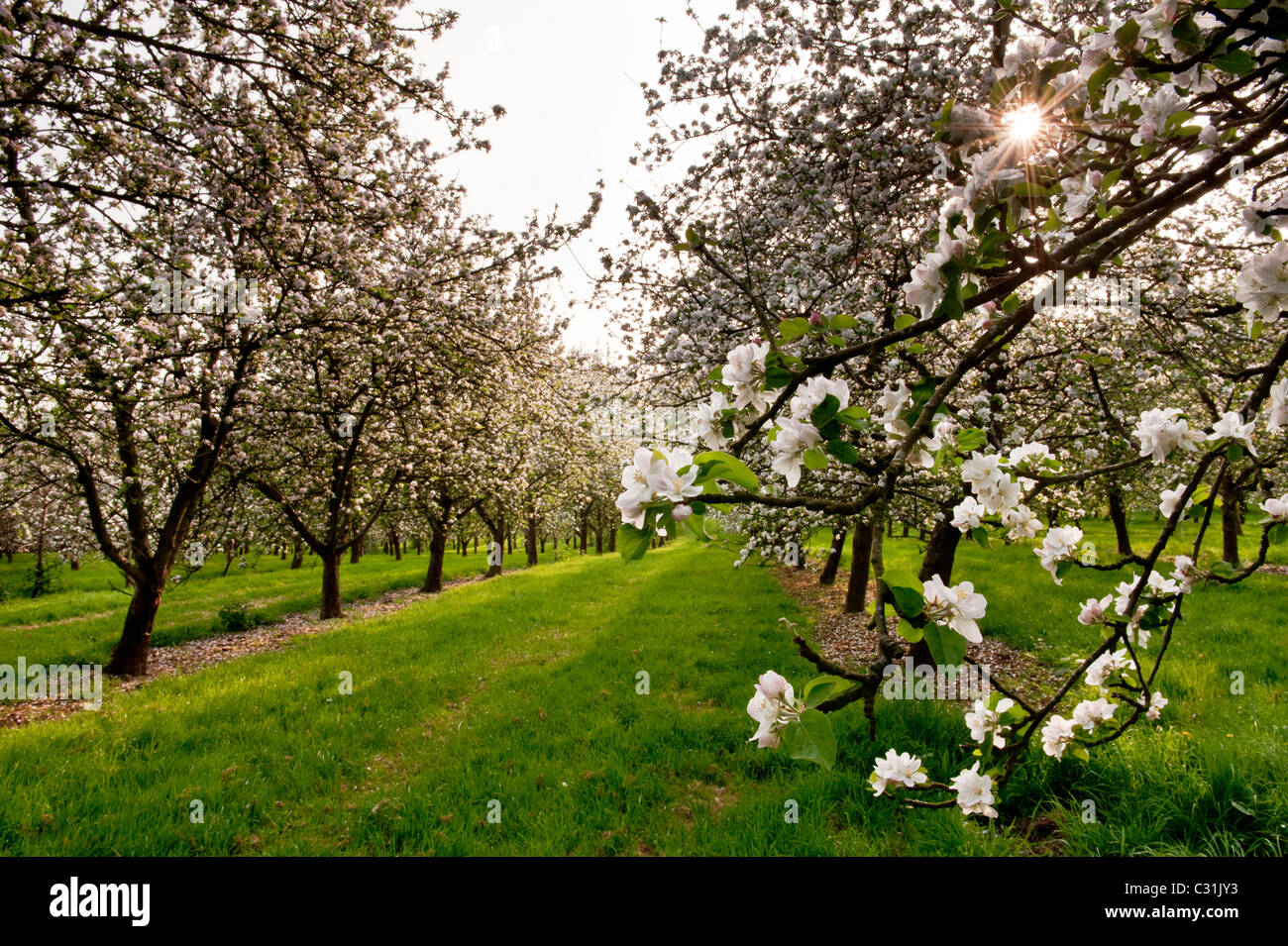 Il sidro di mele Apple orchard alberi in piena fioritura con sun spiata attraverso. South Petherton Somerset Inghilterra Foto Stock