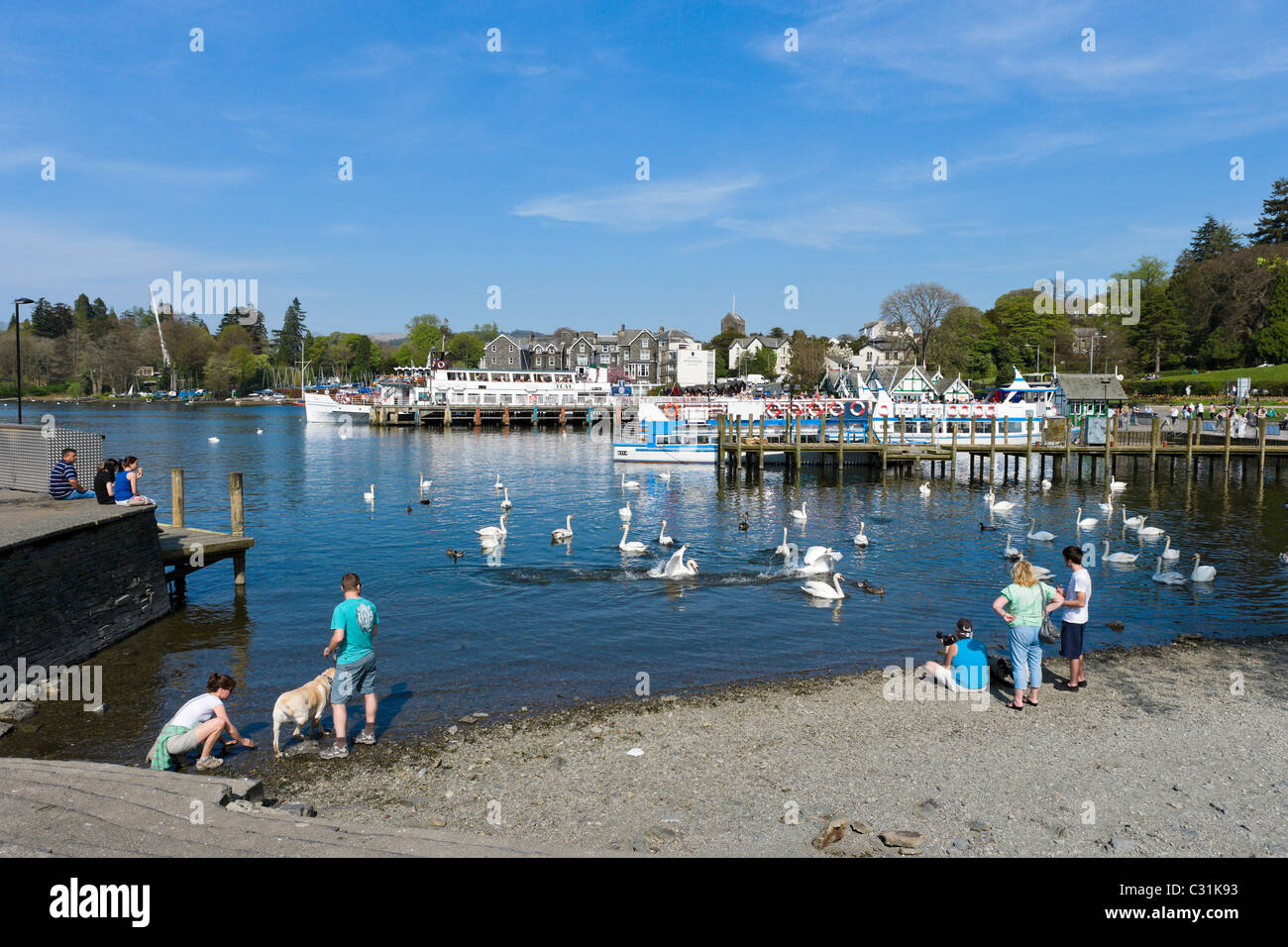 I turisti alimentazione dei cigni in Bowness, Lago di Windermere, Parco Nazionale del Distretto dei Laghi, Cumbria, Regno Unito Foto Stock