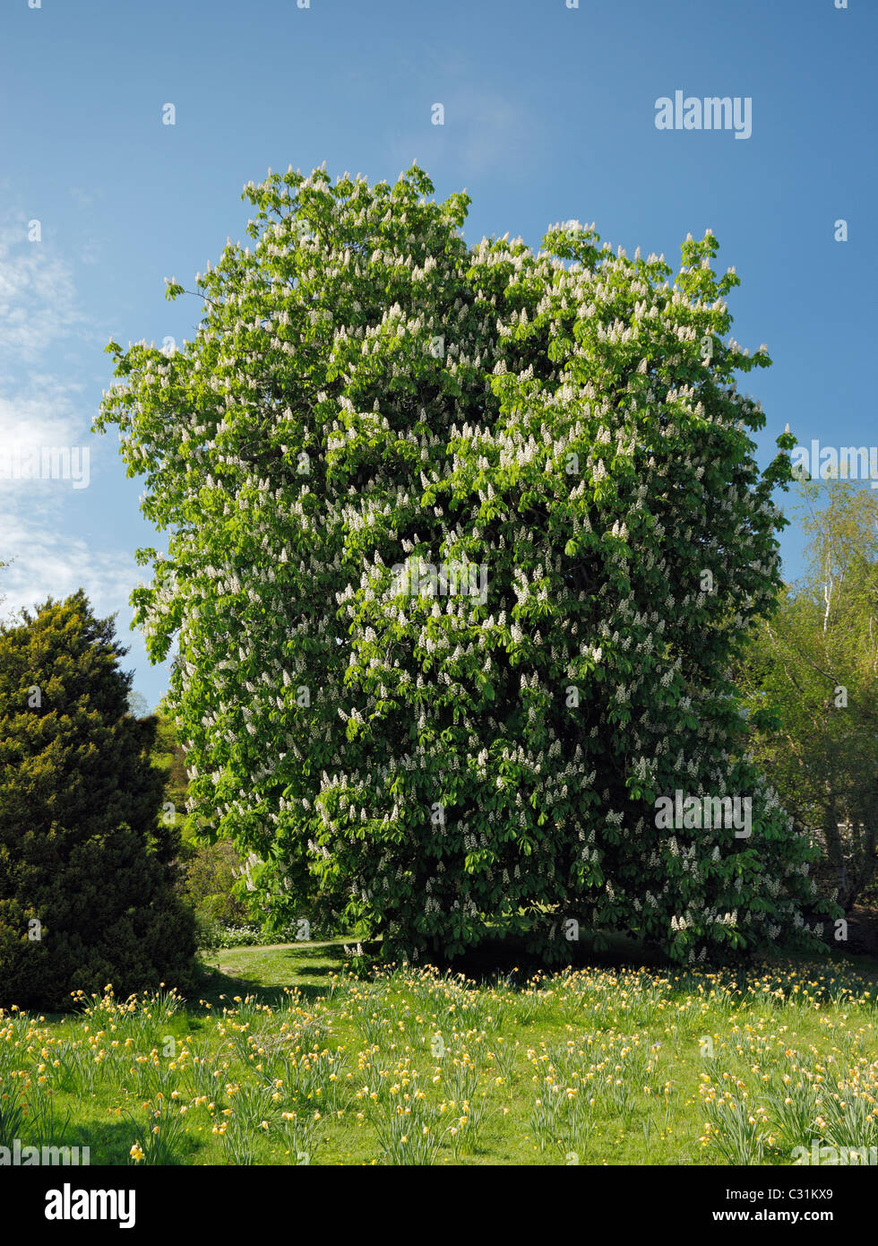 Fioritura di Ippocastano albero. Foto Stock
