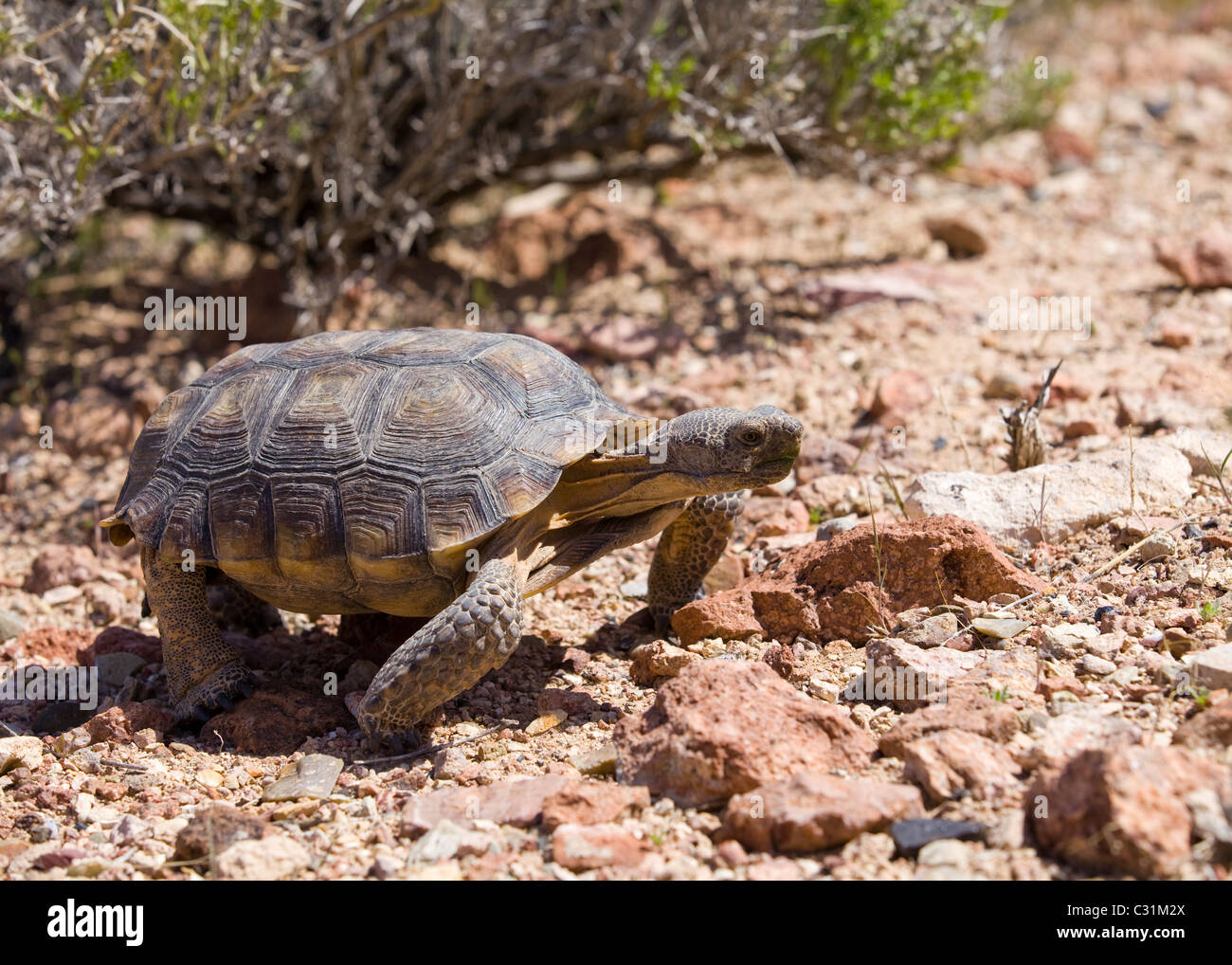 Deserto Mojave tartaruga (Gopherus agassizii) nel suo habitat naturale - Mojave, California USA Foto Stock