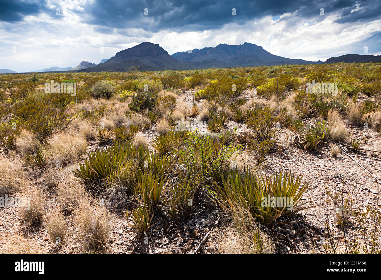 Le piante del deserto con avvicinamento nuvole temporalesche Parco nazionale di Big Bend Texas USA Foto Stock