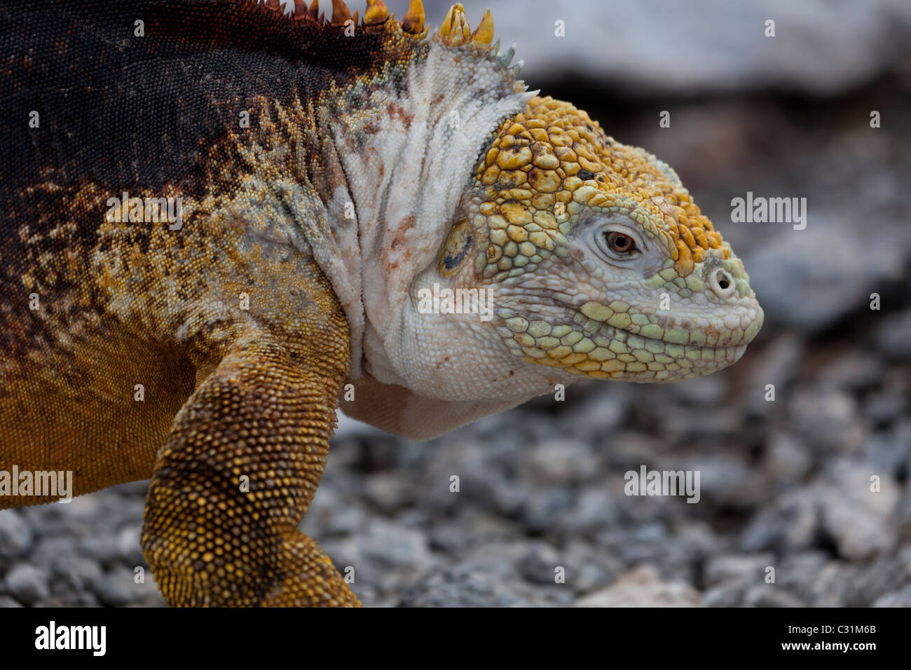 Land iguana Conolophus spp isole Galapagos Ecuador Foto Stock