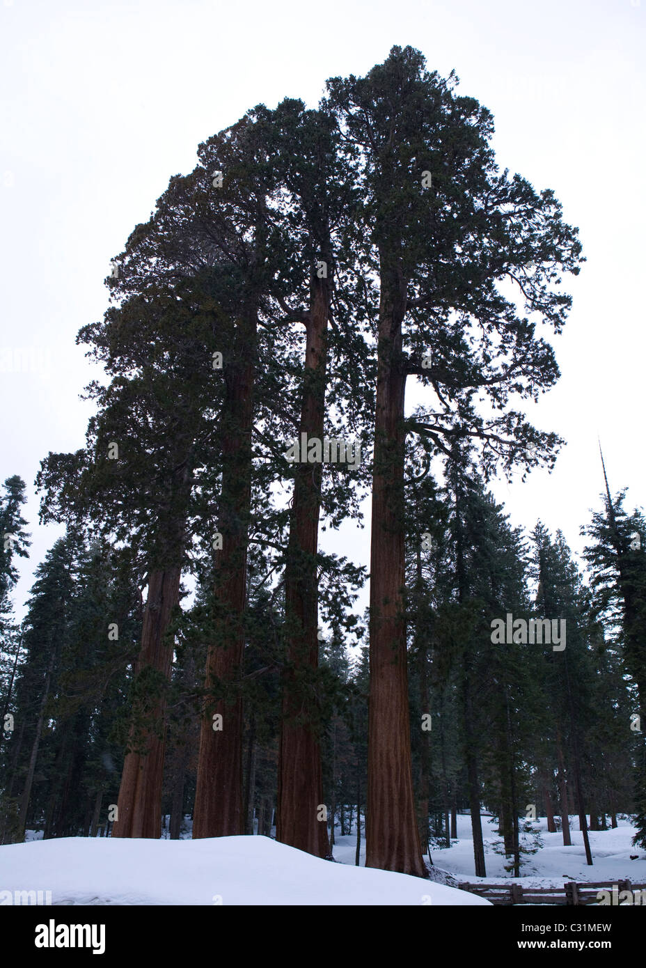 Sequoia gigante alberi in inverno Foto Stock