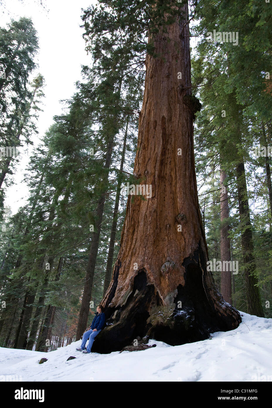 Un uomo appoggiato su Sequoia gigante alberi in inverno Foto Stock