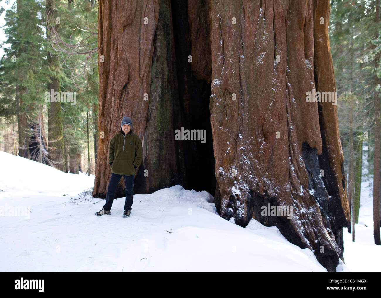 Un uomo in piedi di fronte a Sequoia gigante albero in inverno Foto Stock