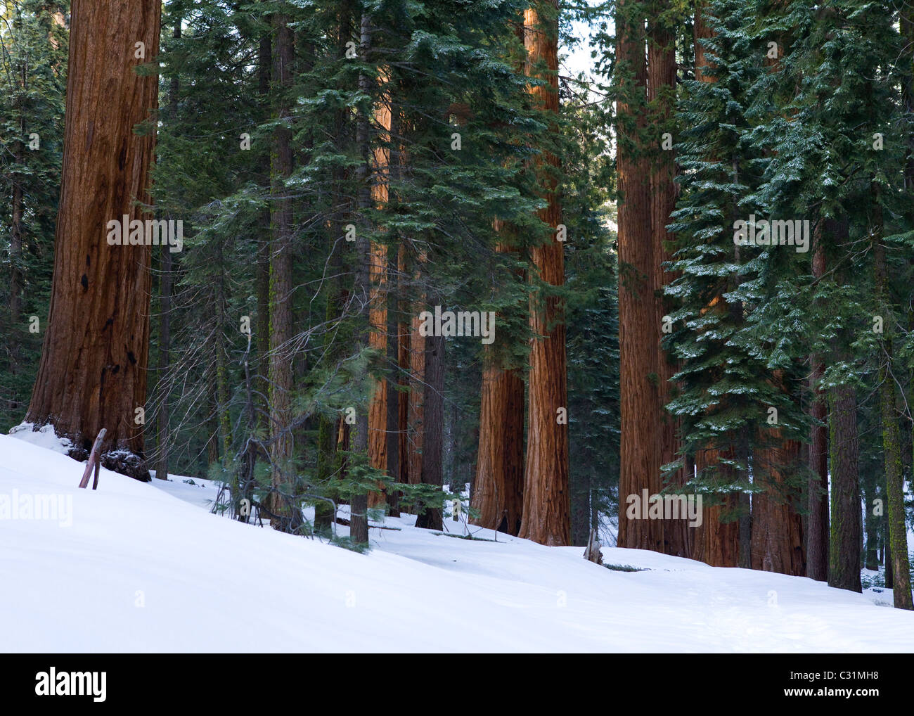 Sequoia gigante alberi in inverno Foto Stock