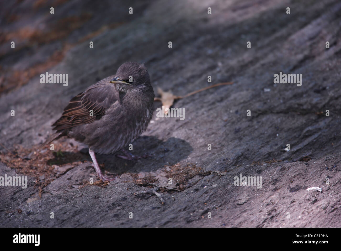 Unione Starling (Sturnus vulgaris vulgaris), fledgeling. Foto Stock