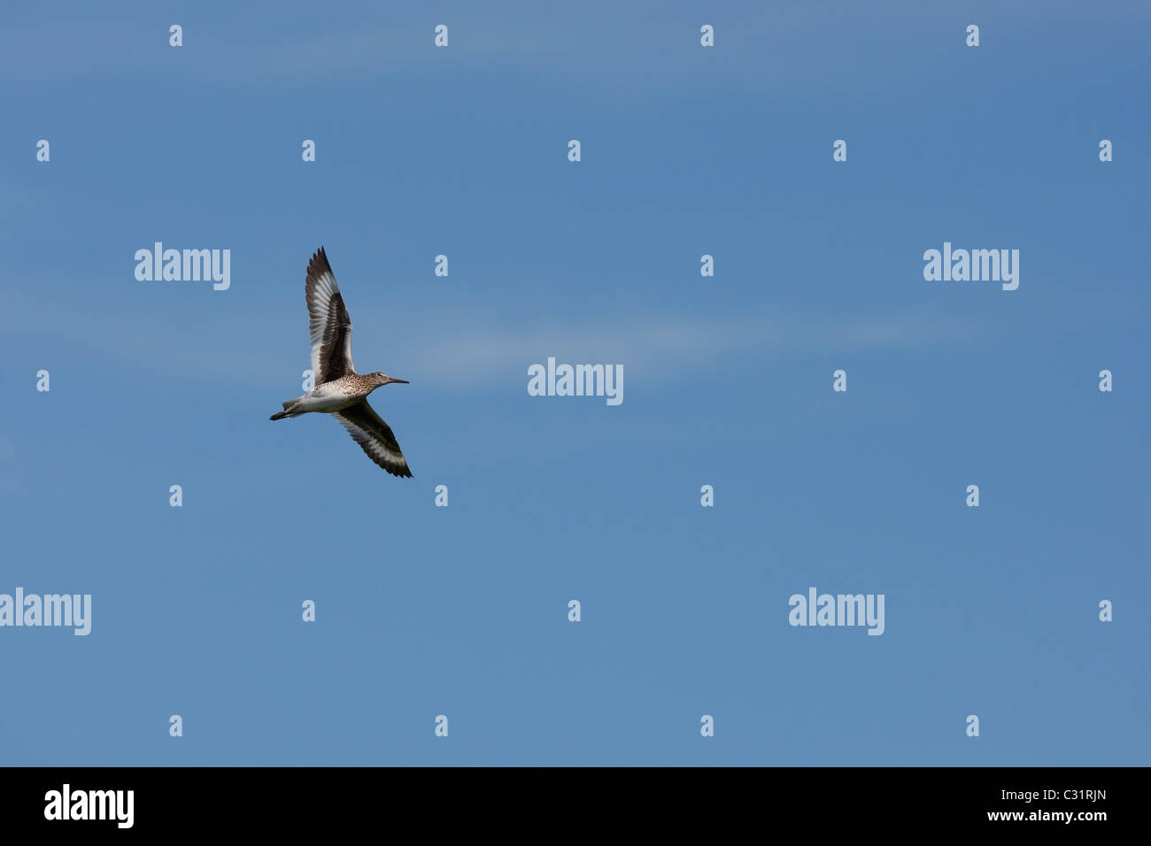 Willet (Tringa semipalmata semipalmata), sottospecie orientali Foto Stock