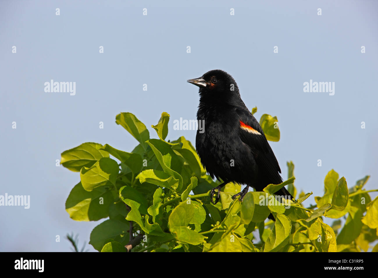Rosso-winged Blackbird (Agelaius phoeniceus phoeniceus), Rosso-winged sottospecie, maschio Foto Stock