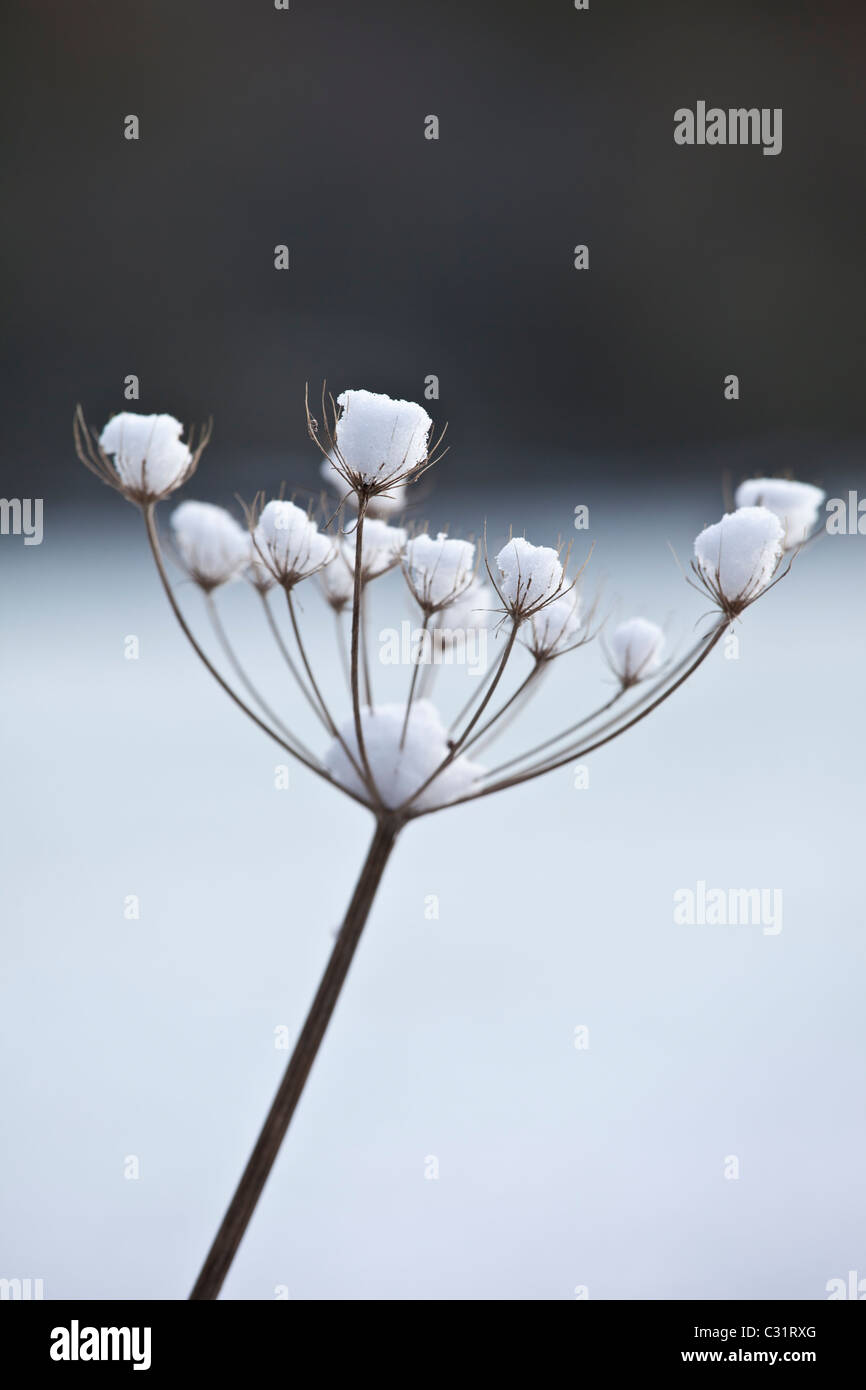 Scena invernale trasformata per forte gradiente di brina sui hogweed gigante, il Costwolds, REGNO UNITO Foto Stock