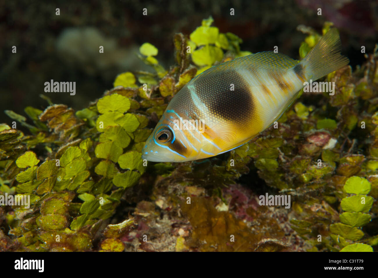 Bloccate Hamlet (Hypoplectrus puella) su un tropical Coral reef al largo dell'Isola di Roatan, Honduras. Foto Stock