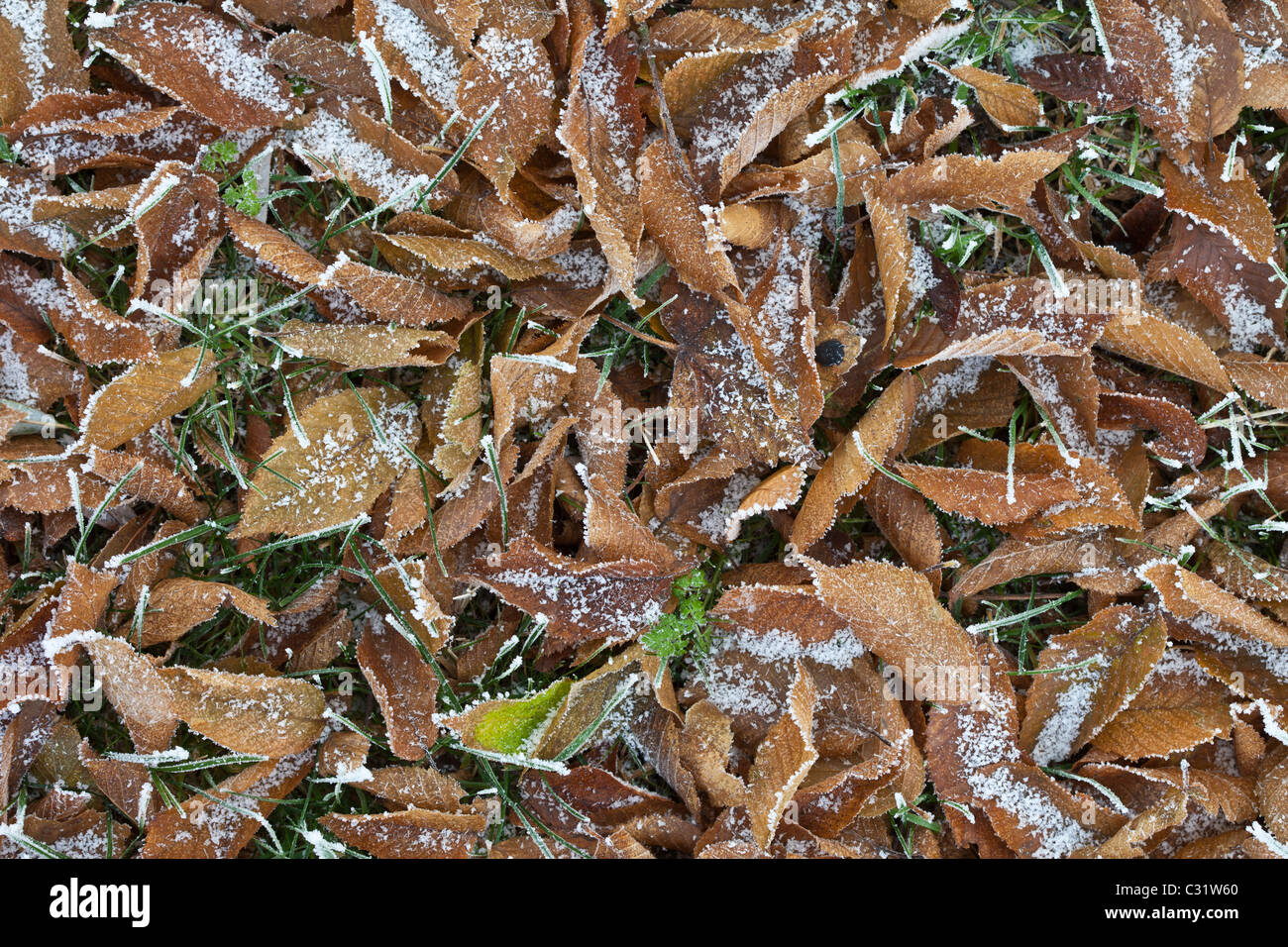Scena invernale trasformata per forte gradiente di brina sui carpino caduto foglie in Cotswolds, REGNO UNITO Foto Stock