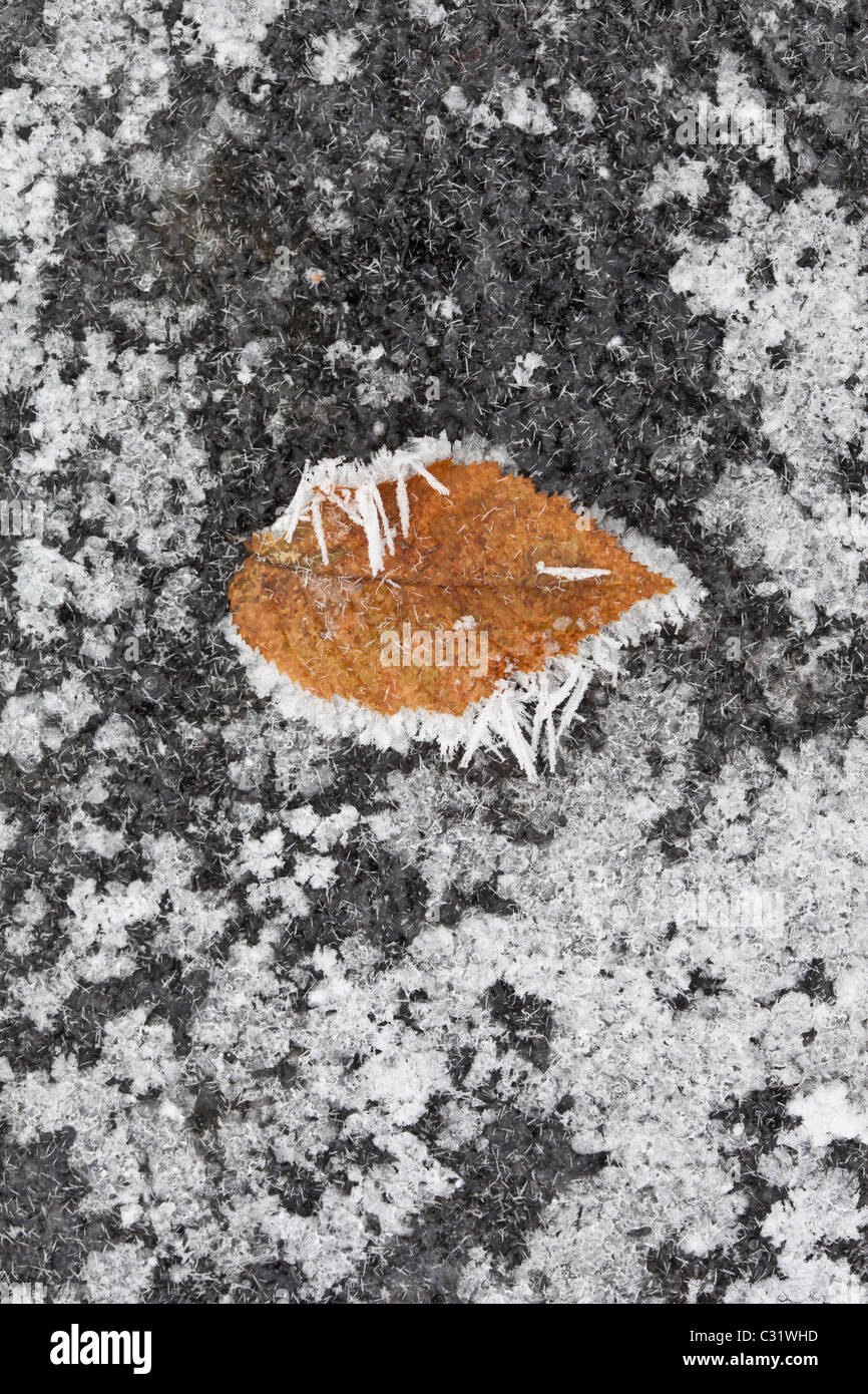 Scena invernale trasformata per forte gradiente gelo su foglia di carpino sul laghetto congelato in Cotswolds, REGNO UNITO Foto Stock