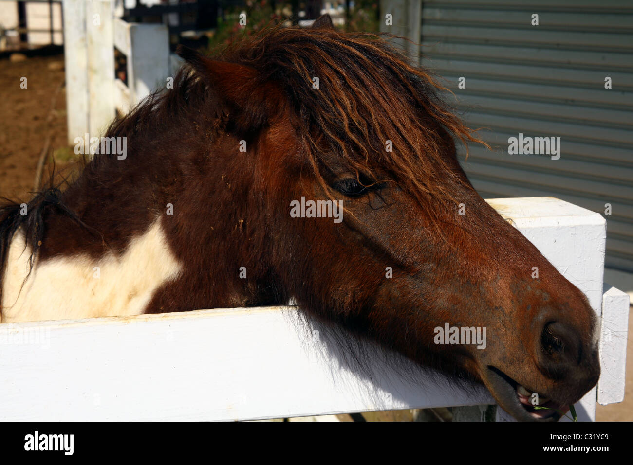 Mini-cavallo faccia Foto Stock