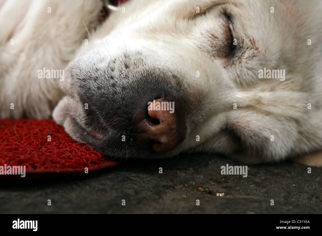 fronte del cane Foto Stock